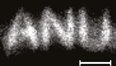 Ghost image of a mask of the letters 