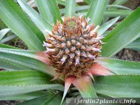 L'ananas est un fruit utilisé aussi en bouquet