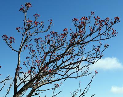 Alisier blanc (Sorbus aria)