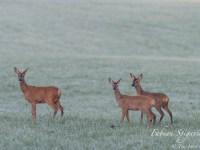 Famille de chevreuils au petit matin… Famille de chevreuils au petit matin…