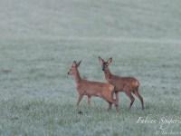 Famille de chevreuils au petit matin… Famille de chevreuils au petit matin…