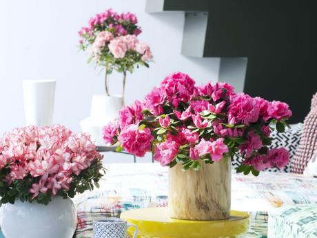 OHF-azalée_03 OHF-azalée_03