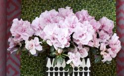 OHF-azalée_02 OHF-azalée_02