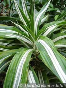 Une plante d'intérieur: le dracaena marginata
