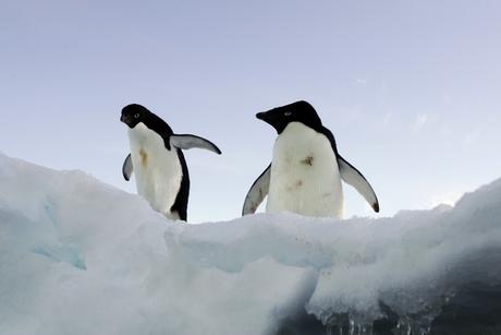 Two Adelie penguins stand on a block of melting ice atop a rocky shoreline at Cape Denison, Commonwealth Bay, East Antarctica, in this picture taken January 1, 2010. At age 34, Rachael Robertson accepted the biggest challenge of her life: to lead a large, 12-month expedition in Antarctica. Two months on, she found herself having to ask the team of 120 how they managed to get through a year's supply of condoms in just eight weeks. Robertson, a former chief ranger for the national parks service in Australia's Victoria state, spoke to Reuters about her book 