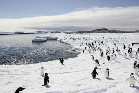 Adelie penguins walk on the ice at Cape Denison in Antarctica, in this December 12, 2009 file photo. Seeds and plants accidentally brought to the pristine frozen continent of Antarctica by tourists and scientists may introduce alien plant species which could threaten the survival of native plants in the finely balanced ecosystem, especially as climate change warms the ice continent, said a report in the Proceedings of the National Academy of Sciences Journal published on March 6, 2012. To match story ENVIRONMENT-ANTARCTIC/SEEDS    REUTERS/Pauline Askin/Files    (ANTARCTICA - Tags: ENVIRONMENT ANIMALS) - RTR2YWTR