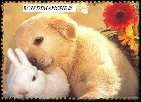 regime dukan rythme pp pl regime dukan rythme pp pl