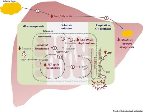 #trendsinendocrinologyandmetabolism #stéatohépatite #mitochondrie Adaptation mitochondriale dans la stéatose hépatique non alcoolique : nouveaux mécanismes et nouvelles stratégies de traitement