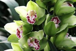 Cymbidium_04 Cymbidium_04