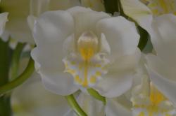 Cymbidium_01 Cymbidium_01