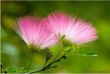 La fleur de l’arbre à soie (He Huan Hua)