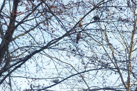 2 pigeons tourterelles veneux 7 dec 2016 003.jpg