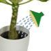 Arrosage des plantes vertes: conseils