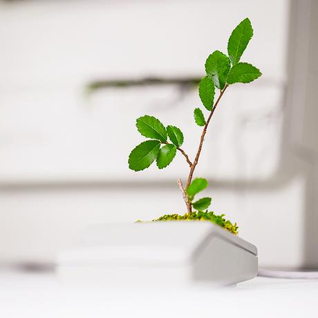 APPLE : les vieux appareils transformée en pots de fleurs ! APPLE : les vieux appareils transformée en pots de fleurs !