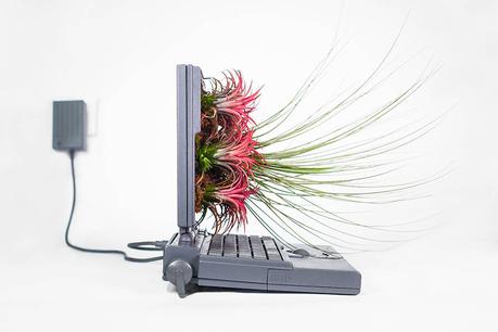 APPLE : les vieux appareils transformée en pots de fleurs ! APPLE : les vieux appareils transformée en pots de fleurs !