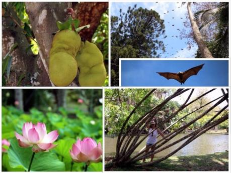 Se cultiver à l'ile Maurice : Le Jardin Pamplemousses Se cultiver à l'ile Maurice : Le Jardin Pamplemousses