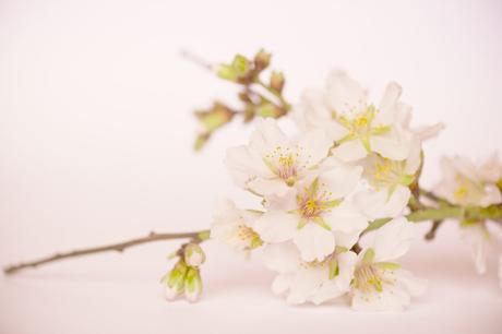Noxidoxi….la gamme antipollution #pollutiondetox almond-blossom-1173735_1920