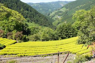 Sencha cultivar Ômune de Morokozawa Sencha cultivar Ômune de Morokozawa