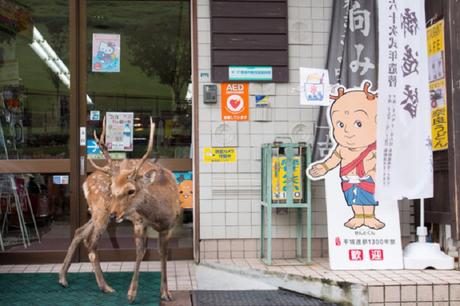 Des Cerfs en Centre Ville – Japon Des Cerfs en Centre Ville – Japon