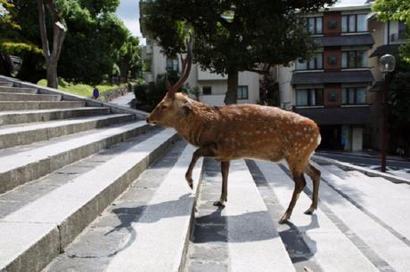 Des Cerfs en Centre Ville – Japon Des Cerfs en Centre Ville – Japon