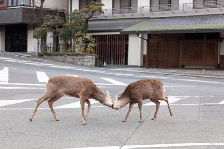 Des Cerfs en Centre Ville – Japon Des Cerfs en Centre Ville – Japon
