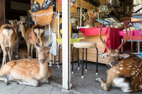 Des Cerfs en Centre Ville – Japon Des Cerfs en Centre Ville – Japon