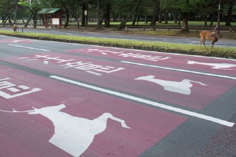 Des Cerfs en Centre Ville – Japon Des Cerfs en Centre Ville – Japon