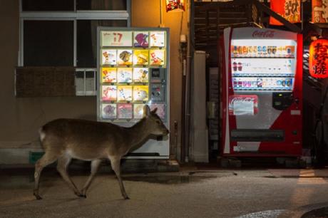 Des Cerfs en Centre Ville – Japon Des Cerfs en Centre Ville – Japon