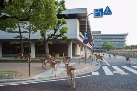 Des Cerfs en Centre Ville – Japon Des Cerfs en Centre Ville – Japon