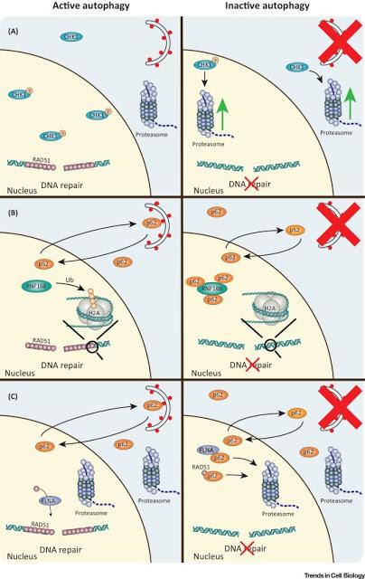 #trendsincellbiology #autophagie #génome Réparer, réutiliser, recycler : l’amplification du rôle de l’autophagie dans l’entretien du génome #trendsincellbiology #autophagie #génome Réparer, réutiliser, recycler : l’amplification du rôle de l’autophagie dans l’entretien du génome