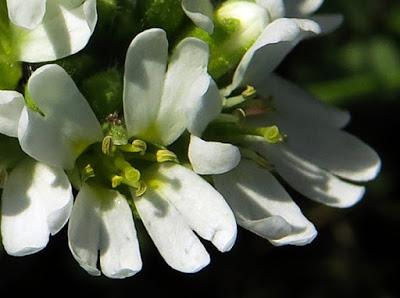 Alysson blanc, Bertéroa blanchâtre (Berteroa incana)
