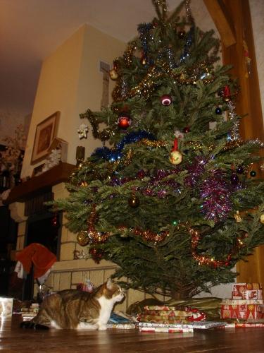 sapin, décoration, noël, arbre, branche, cadeau, présent, gift