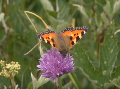 Nectar et papillons