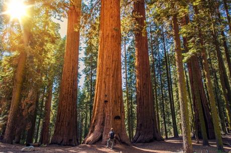 sequoia-640x427