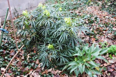 2 helleborus foetidus argutifolius 26 dec 2016 001.jpg