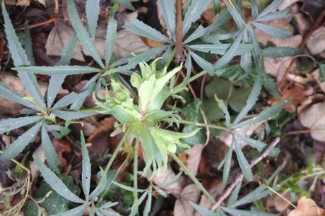 4 helleborus foetidus 26 dec 2016 004.jpg