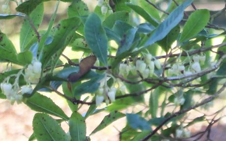 3 arbutus unedo rec  veneux 28 dec 2016 004.jpg