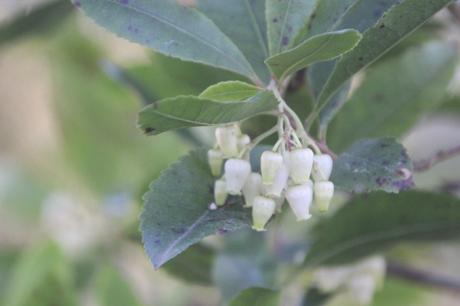 4 arbutus unedo veneux 28 dec 2016 003.jpg