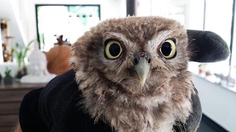 Les oiseaux Les oiseaux