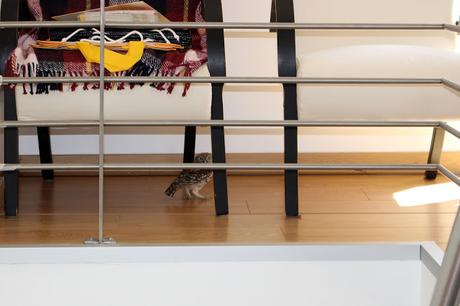 Les oiseaux Les oiseaux