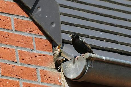 Les oiseaux Les oiseaux
