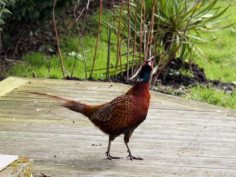 Les oiseaux Les oiseaux