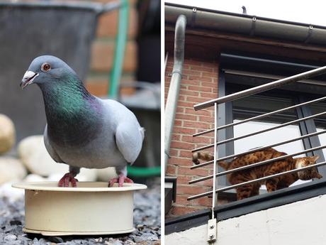 Les oiseaux Les oiseaux