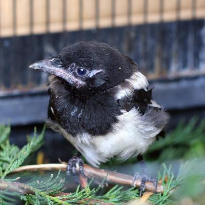 Les oiseaux Les oiseaux