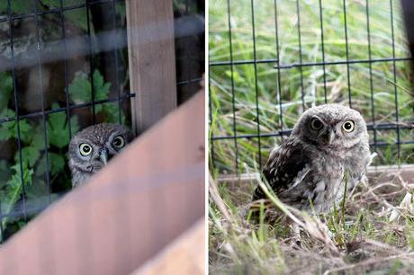 Les oiseaux Les oiseaux