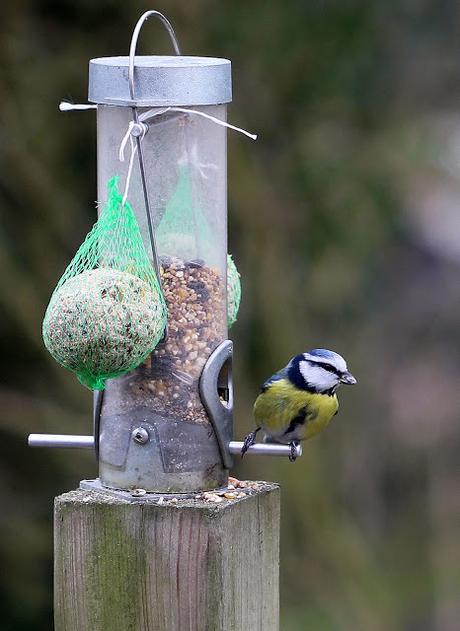 Les oiseaux Les oiseaux