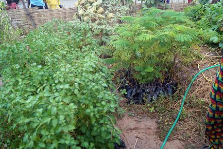 Avenue et Marché de Fontenay bientôt inaugurés à Koungheul Avenue et Marché de Fontenay bientôt inaugurés à Koungheul