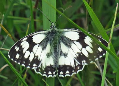 Demi-deuil (Melanargia galathea)