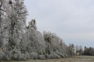 Paysage  de givre