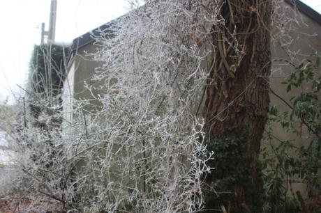 2 givre veneux 1 janvier 004.jpg